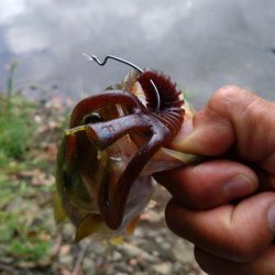 フリーリグで1本