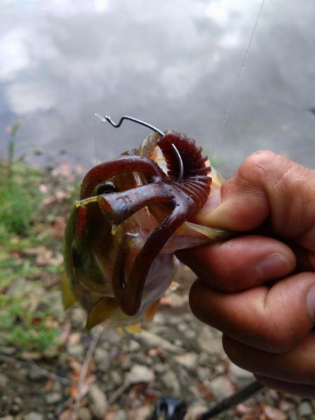 フリーリグで1本