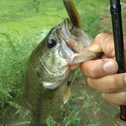 シャッドテールで1匹