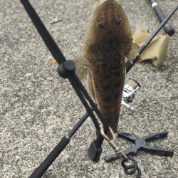 久々にシーバスねらい