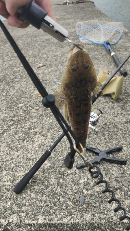 久々にシーバスねらい