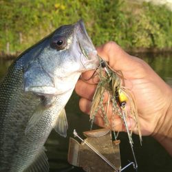 バズベイトで1本