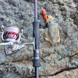 何年ぶりやろかなー エギング