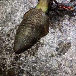 和歌山ナイトエギング