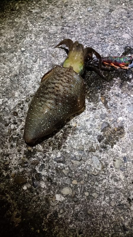 和歌山ナイトエギング