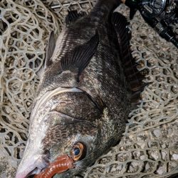 8月ラストチニングは敷石ナイトゲーム