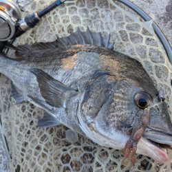 広島チニング壁際サイトフィッシュ