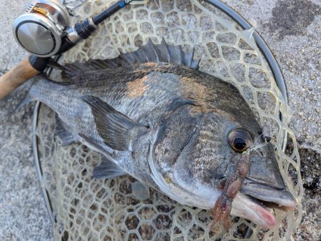 広島チニング壁際サイトフィッシュ