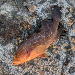台風後でも濃いのは濁りだけ