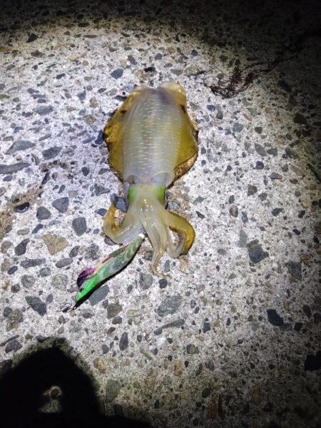 日本海エギング