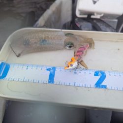 沖のアオリも数少ない？