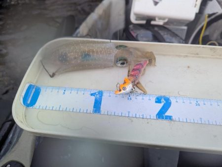 沖のアオリも数少ない？