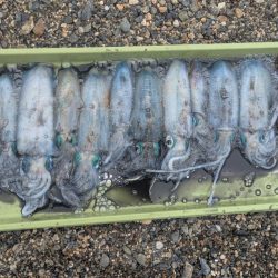 今年はサイズ関係なく深い