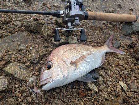 広島ライトゲーム8目47匹！