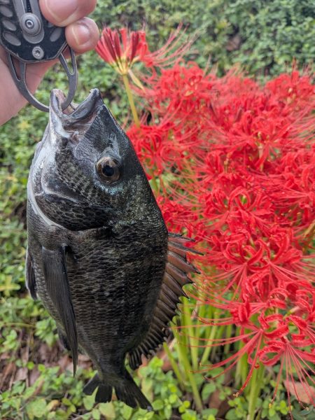 広島チニングイベント「回数杯」参戦！