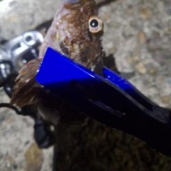 久しぶり夜釣り