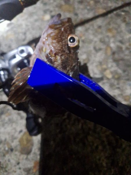 久しぶり夜釣り