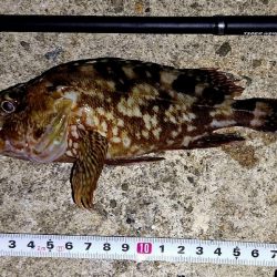 まだサイズが小さい