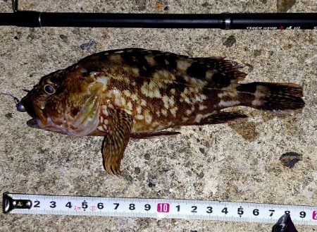 まだサイズが小さい