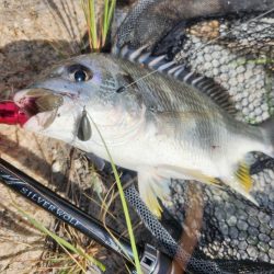 丸1日広島河川チニング