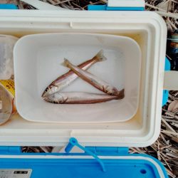 キス釣り、ヘチ釣り