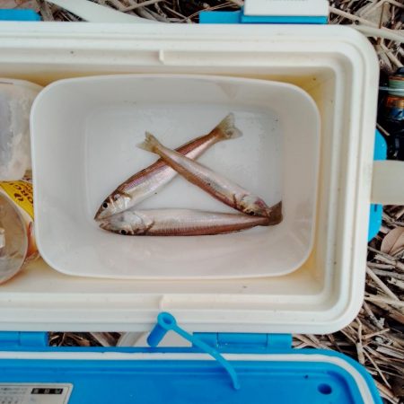 キス釣り、ヘチ釣り