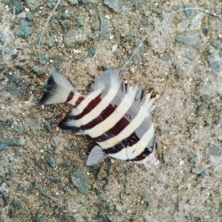 イカリベンジ？