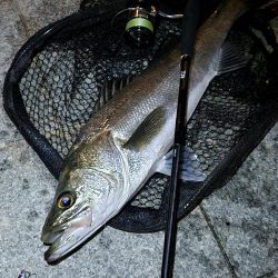 市内河川シーバス