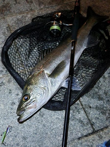 市内河川シーバス