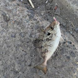 中央堤防で✌️…