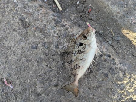 中央堤防で✌️…