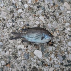 三浦半島でタコ🐙との出会い！