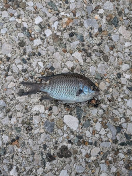 三浦半島でタコ🐙との出会い！