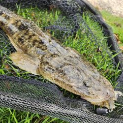 チニングのはずが…