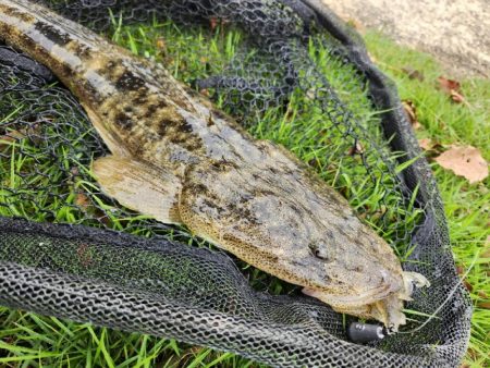 チニングのはずが…