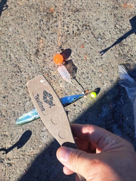 渋めサヨリからのサビキ