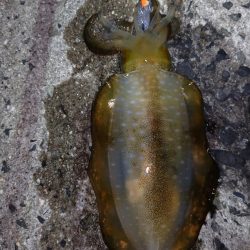 明石アオリイカ釣行