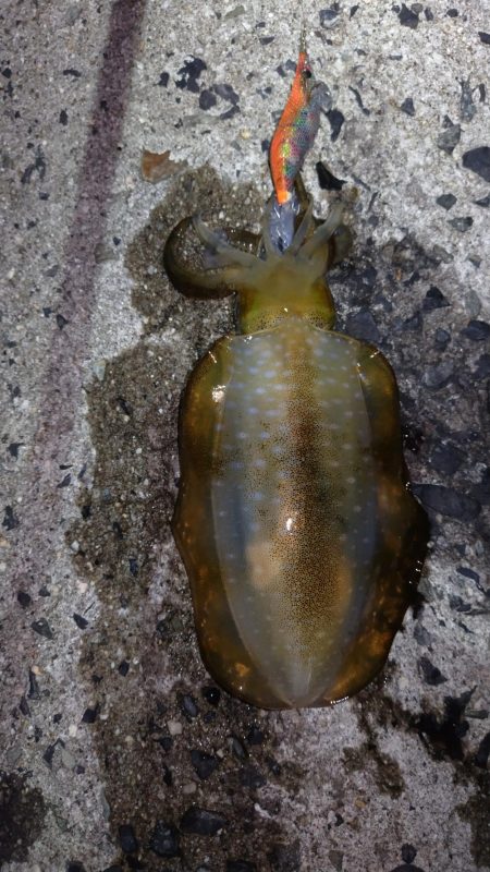 明石アオリイカ釣行