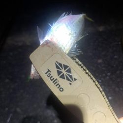 太刀魚不発のアジ釣り