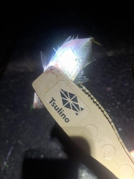 太刀魚不発のアジ釣り