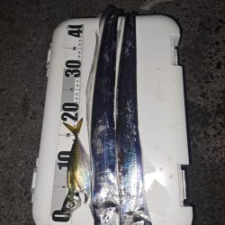 やっと釣れた真夜中太刀魚ウキ釣り