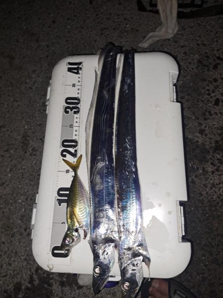やっと釣れた真夜中太刀魚ウキ釣り
