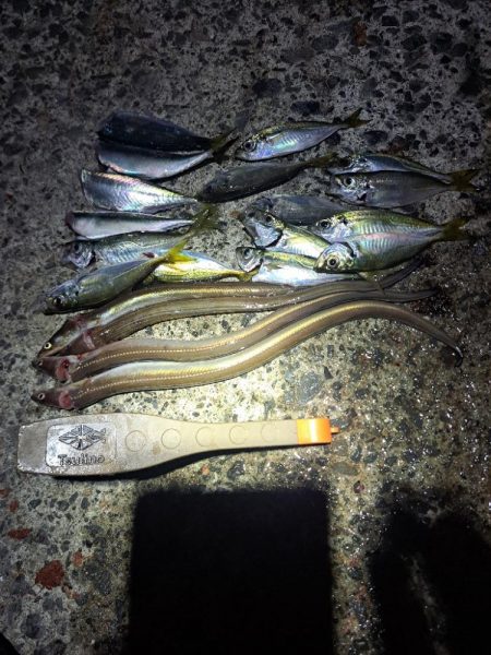 飛ばしサビキとズボ釣りの二刀流