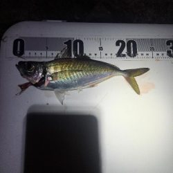 届けば釣れる中アジ