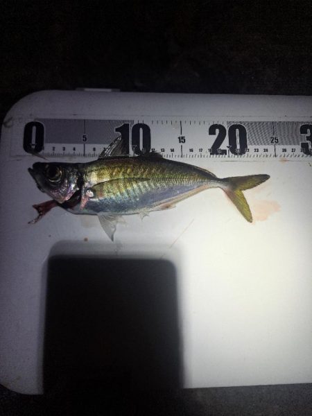 届けば釣れる中アジ