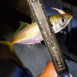 地元豆アジ好調