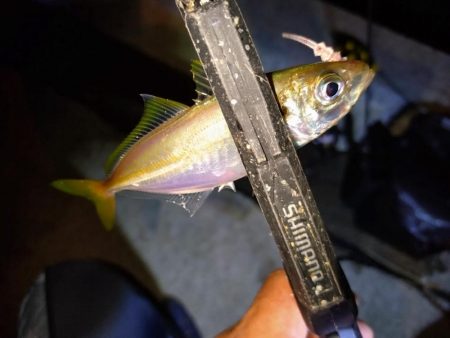 地元豆アジ好調