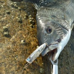 雨上がりチヌトップ