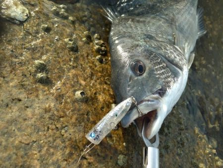 雨上がりチヌトップ