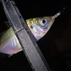 ご近所アジング